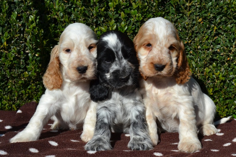 31-Jambo, Janet, Jessi.JPG